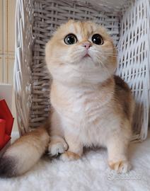 Gattina SFS ny12, con pedigree