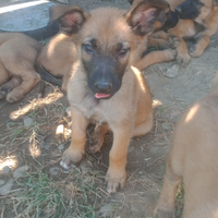 Cane cuccioli