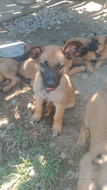 Cane cuccioli
