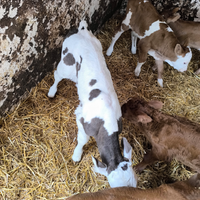 Maschio belga e femmina limusin