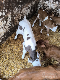 Maschio belga e femmina limusin