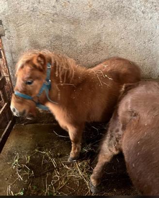 Pony