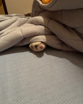 Furetto