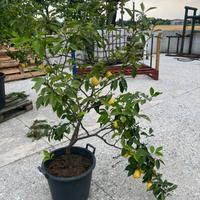 Pianta di limone