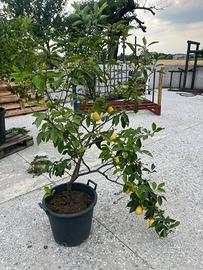 Pianta di limone