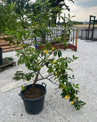 Pianta di limone