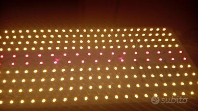 jungle jekson coltivazione led