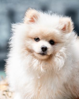 Volpino Pomerania