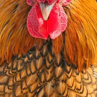 Due galletti di razza sebright