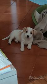 Jack Russell cuccioli