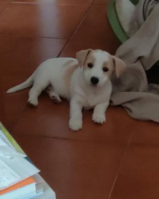Jack Russell cuccioli