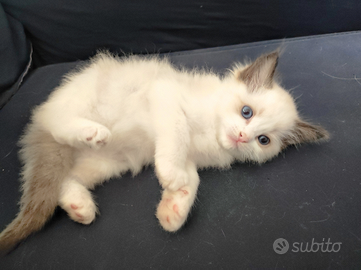 Be££issimi e dolcissimi cuccioli di Ragdoll PURI