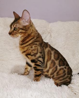 Gatta Bengala