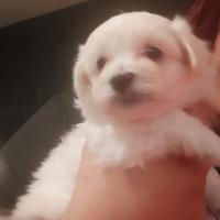 Cuccioli maltesi