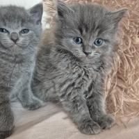 Gattini incrocio Ragdoll e Scottish