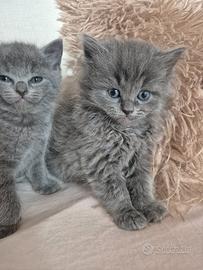 Gattini incrocio Ragdoll e Scottish