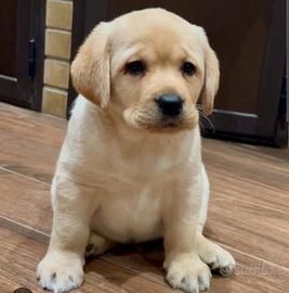 Cucciola labrador 2 mesi