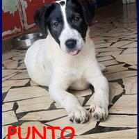 PUNTO cucciolo 4 mesi trovato per strada