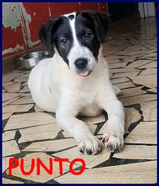 PUNTO cucciolo 4 mesi trovato per strada