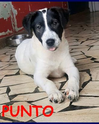 PUNTO cucciolo 4 mesi trovato per strada