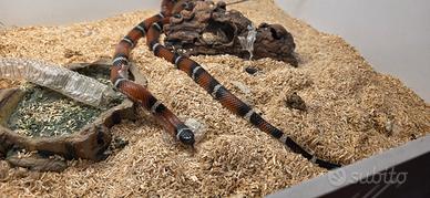 Lapropeltis Polyzona (Falso Corallo) - con teca