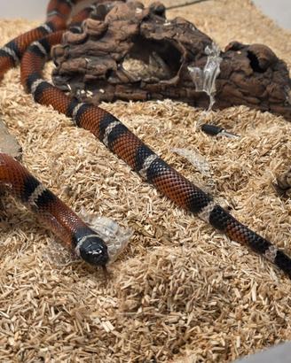 Lapropeltis Polyzona (Falso Corallo) - con teca