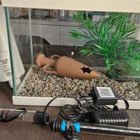 Mtb acquario startup