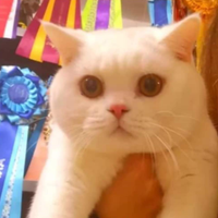 British shorthair da riproduzione alta qualità