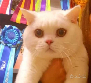 British shorthair da riproduzione alta qualità