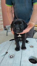 Cuccioli di Cane Corso con pedigree