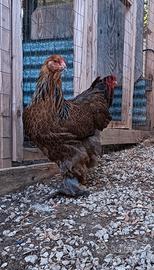 Brahma 
