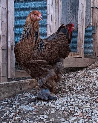 Brahma 