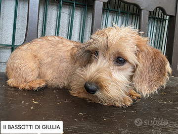 Cucciole bassotto a pelo duro