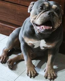 Bulldog americano