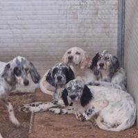 Cuccioli setter inglesi di4 mesi maschi