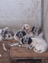 Cuccioli setter inglesi di4 mesi maschi