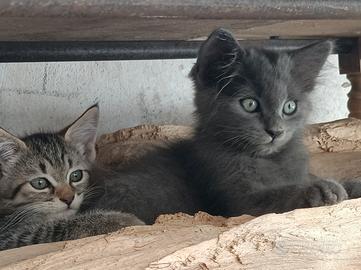 Gattini di 2 mesi