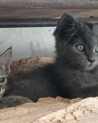 Gattini di 2 mesi