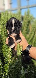 Boxer cuccioli
