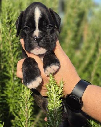 Boxer cuccioli