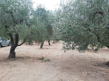 Terreno coltivato a uliveto