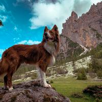 Cuccioli di Border Collie