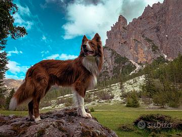 Cuccioli di Border Collie