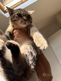 Maschio british shorhair tabby