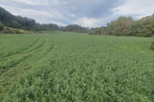 Terreno agricolo