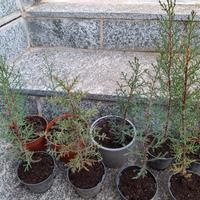Piantine cipresso toscano in vaso