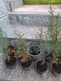 Piantine cipresso toscano in vaso