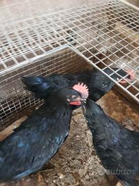 Galletti marans