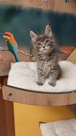 Femminucce Maine coon