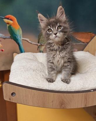 Femminucce Maine coon